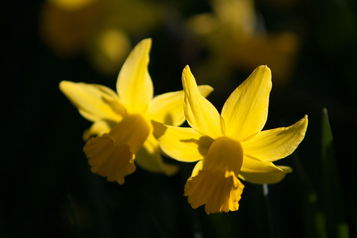 Narcissus