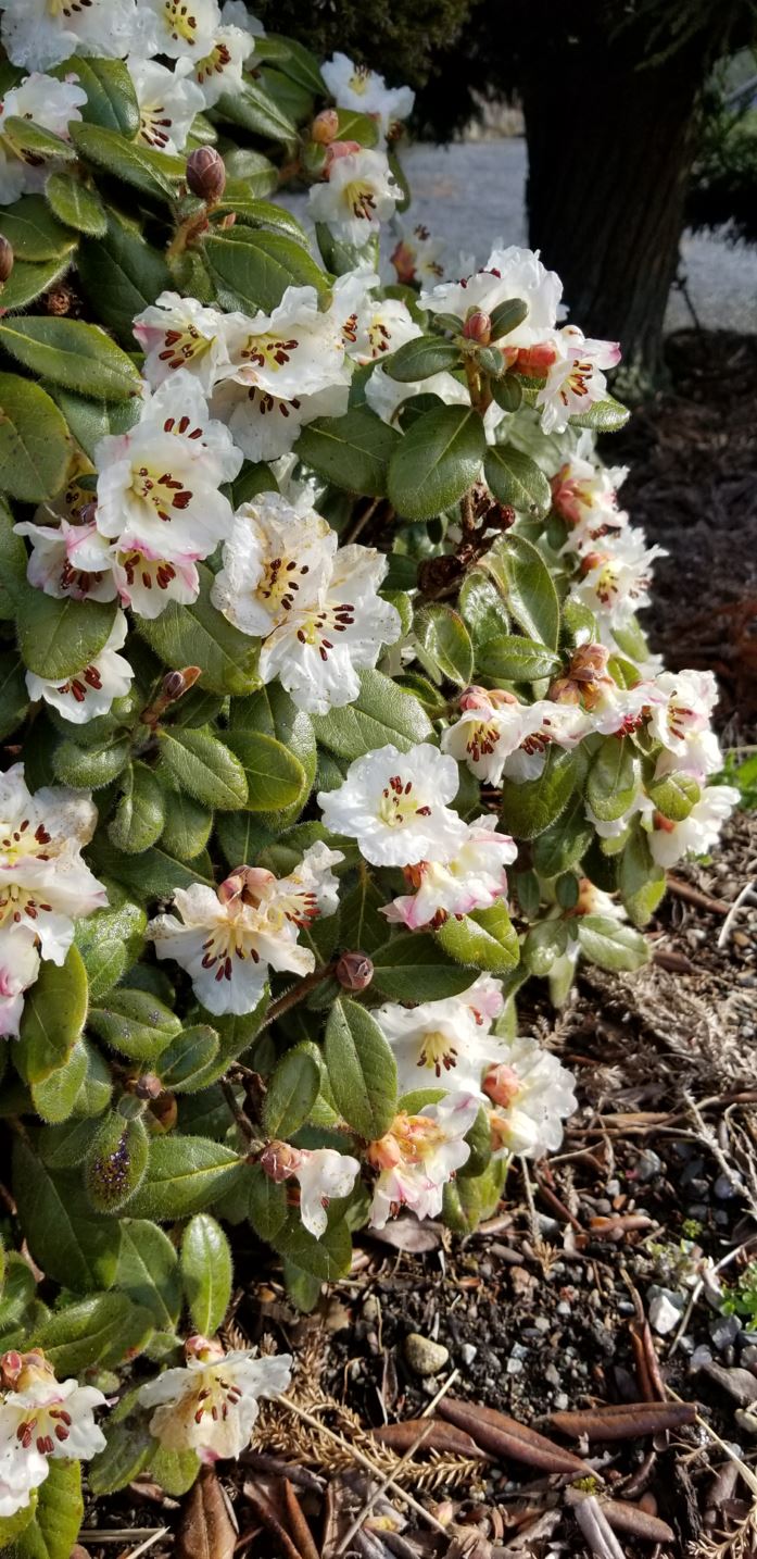 Rhododendron leucaspis - Subsection Boothia