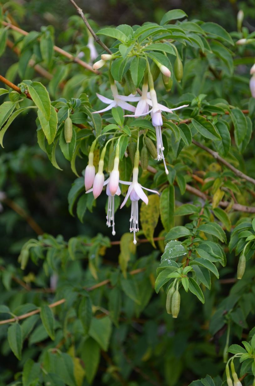 Fuchsia magellanica 'Alba' - hardy fuchsia