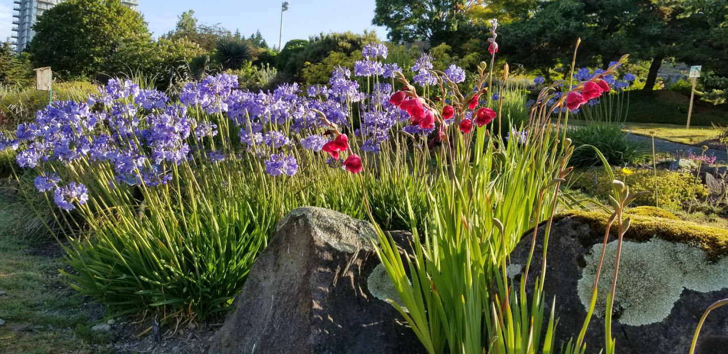 Gladiolus 'Ruby' - sword lily