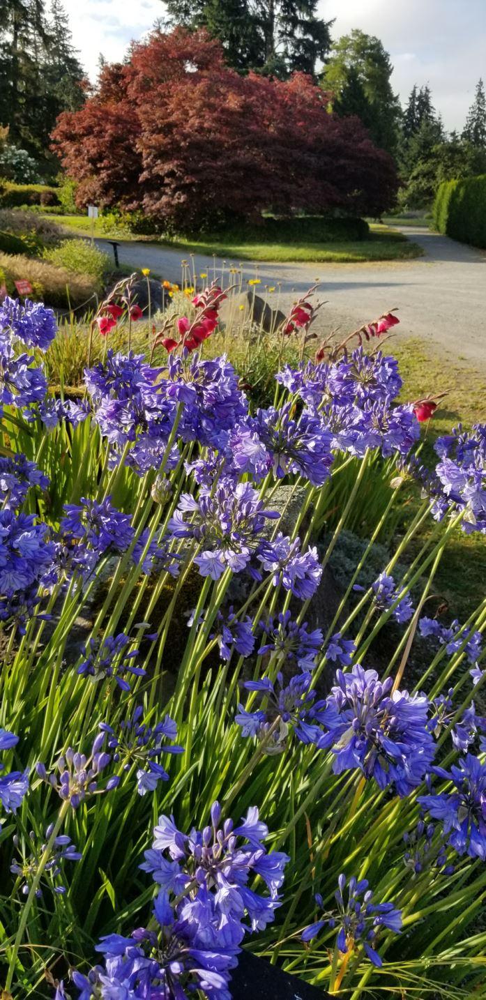 Agapanthus