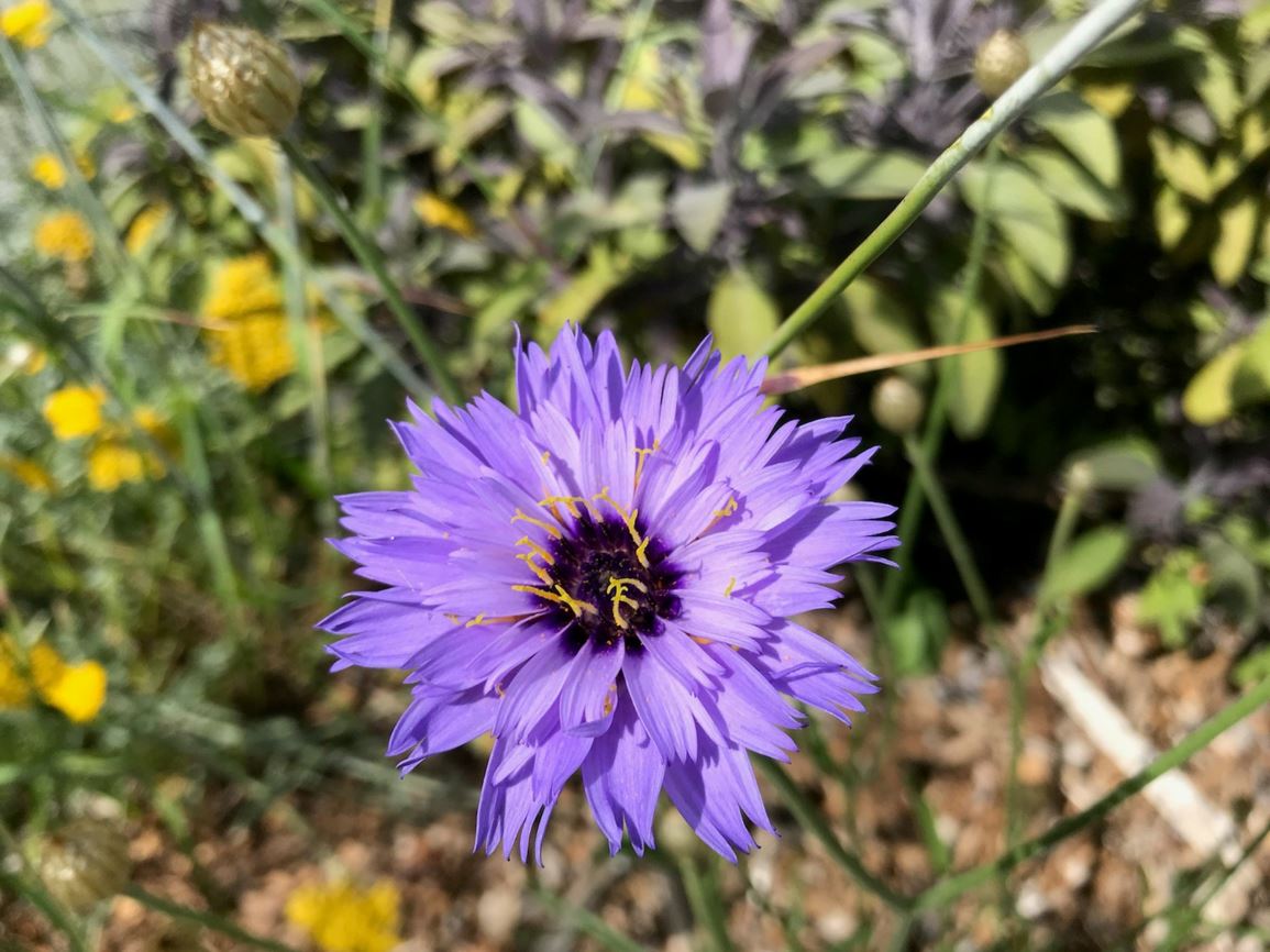 Catananche caerulea - Cupid's-dart