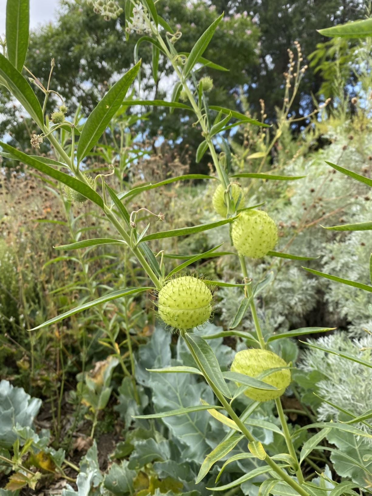Gomphocarpus physocarpus - balloon cottonbush