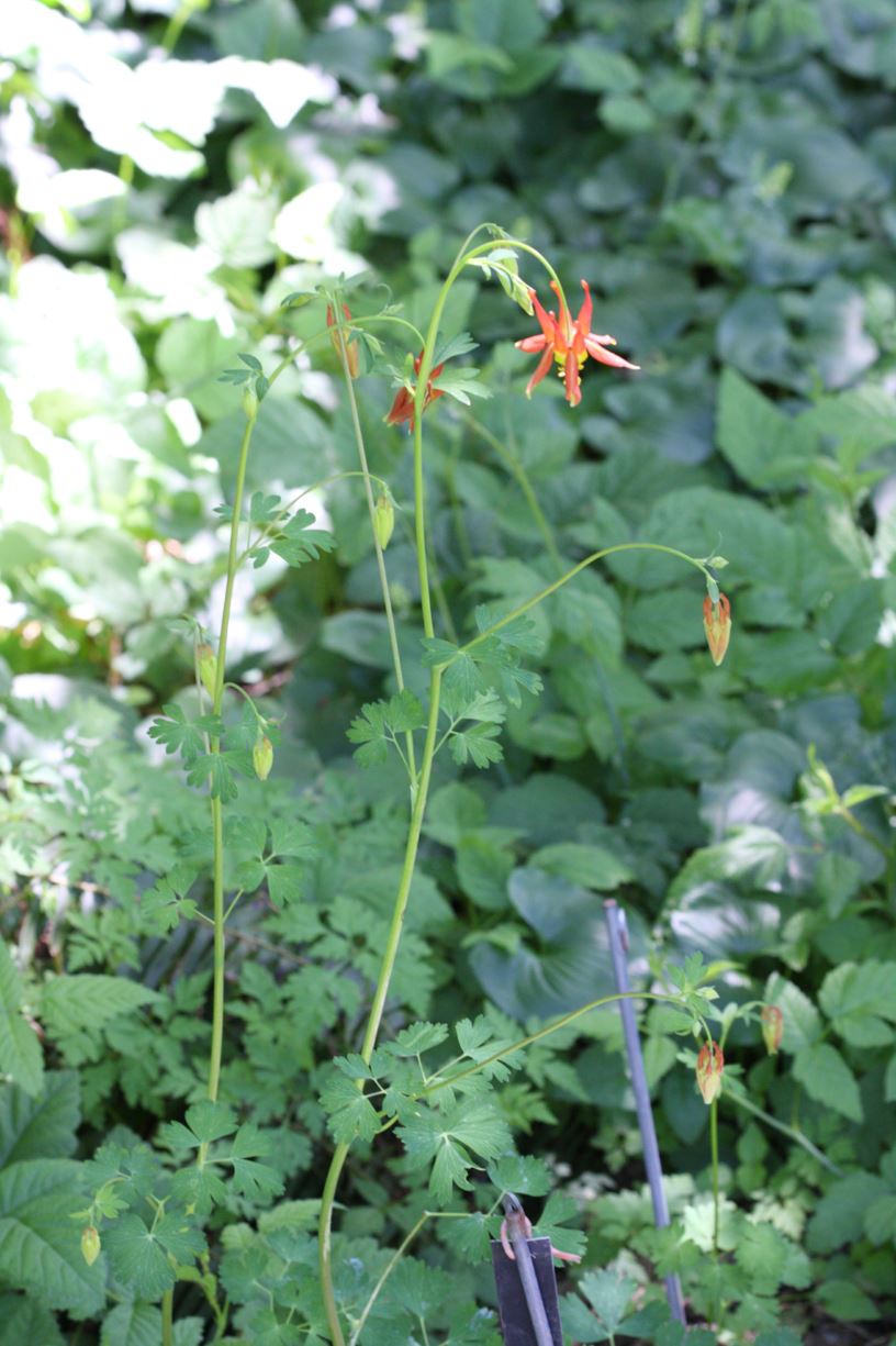 Aquilegia formosa - western columbine