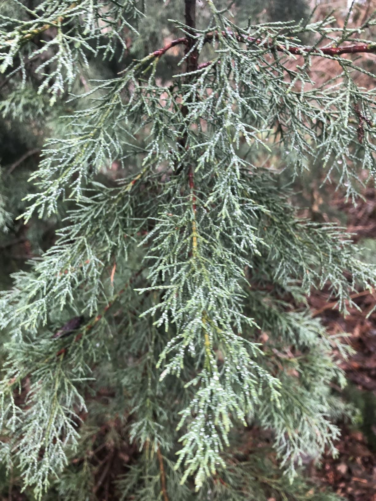 Hesperocyparis bakeri - Siskiyou cypress, Baker cypress, Modoc cypress
