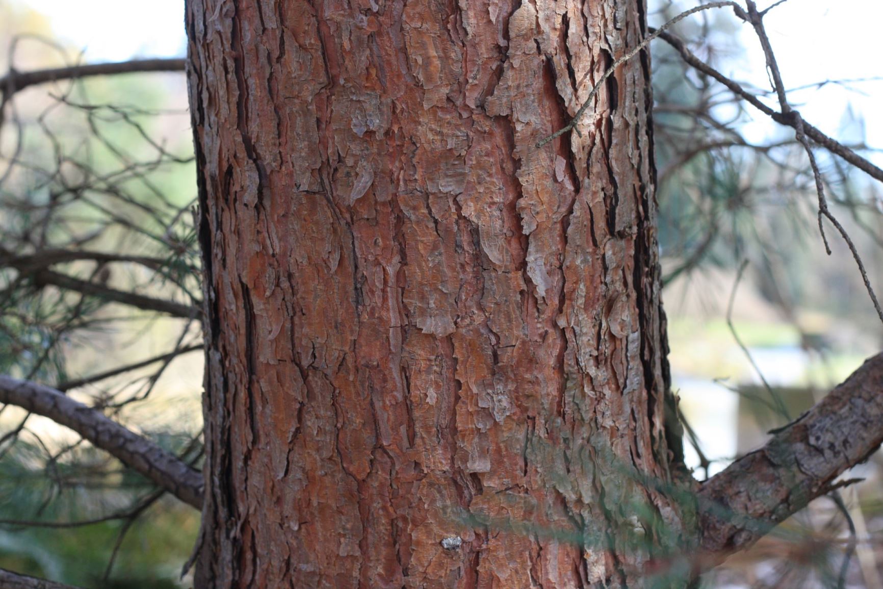 Pinus sylvestris - Scots pine
