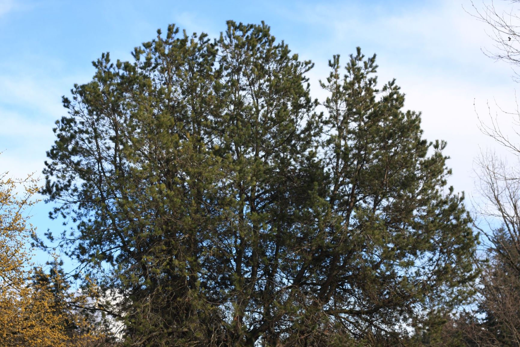Pinus contorta var. contorta - shore pine