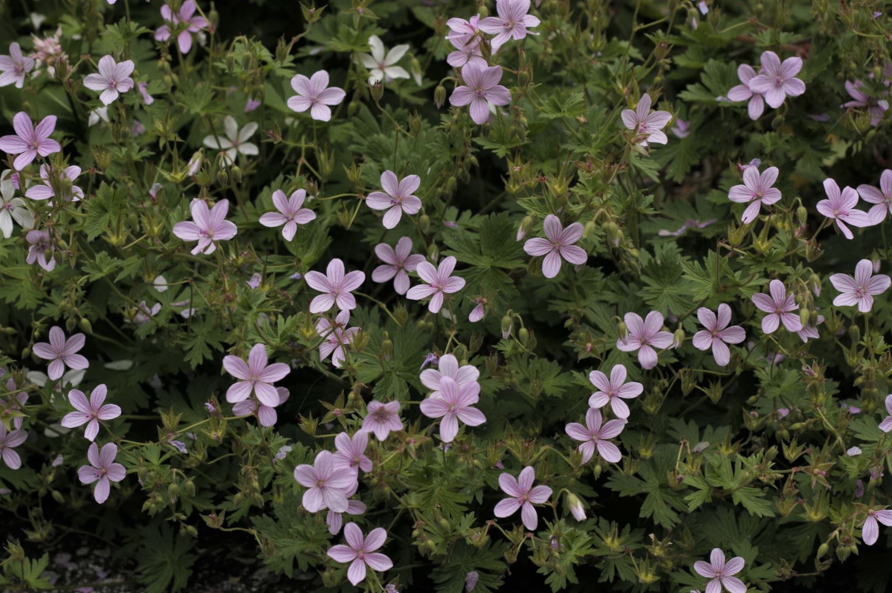 Geranium asphodeloides - asphodel cranesbill