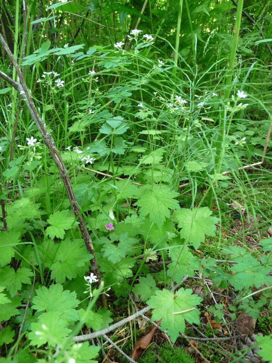 Boykinia occidentalis - coast boykinia, coastal brookfoam