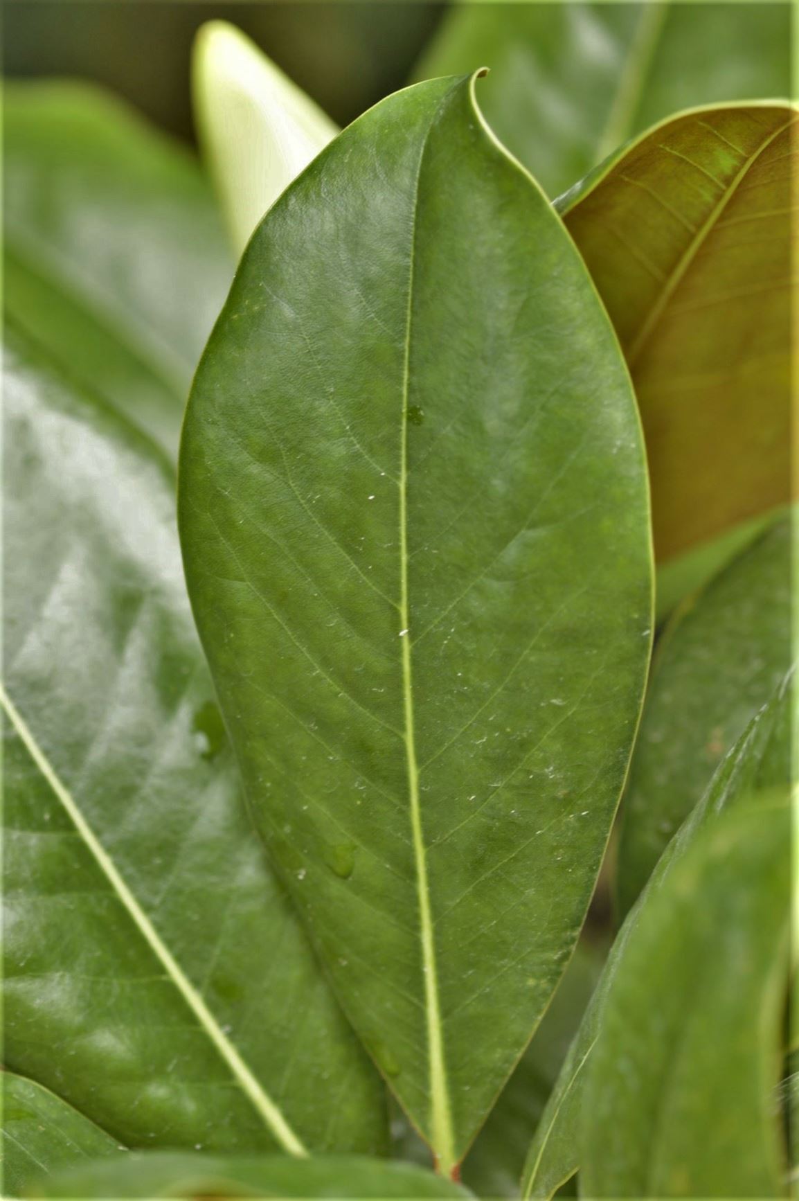 Magnolia grandiflora 'Edith Bogue' - southern magnolia