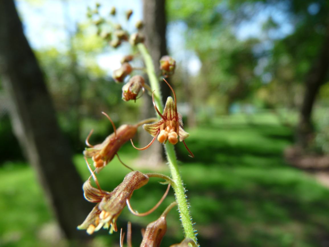 Tolmiea menziesii - piggyback plant