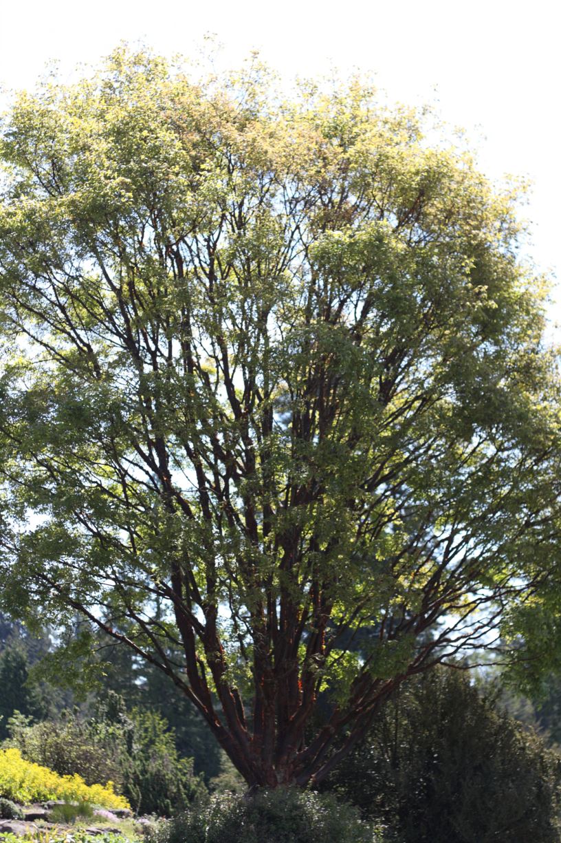 Acer griseum - paperbark maple