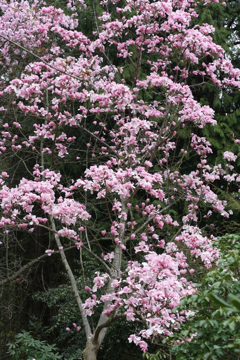 Magnolia sprengeri - Sprenger's magnolia