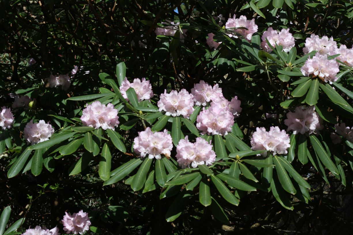 Rhododendron sutchuenense