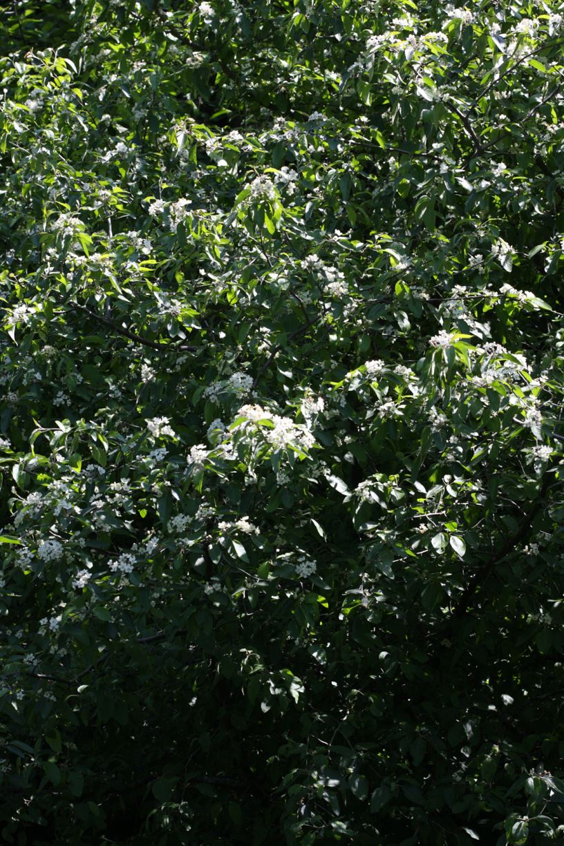 Malus fusca - Pacific crab apple, Oregon crab apple