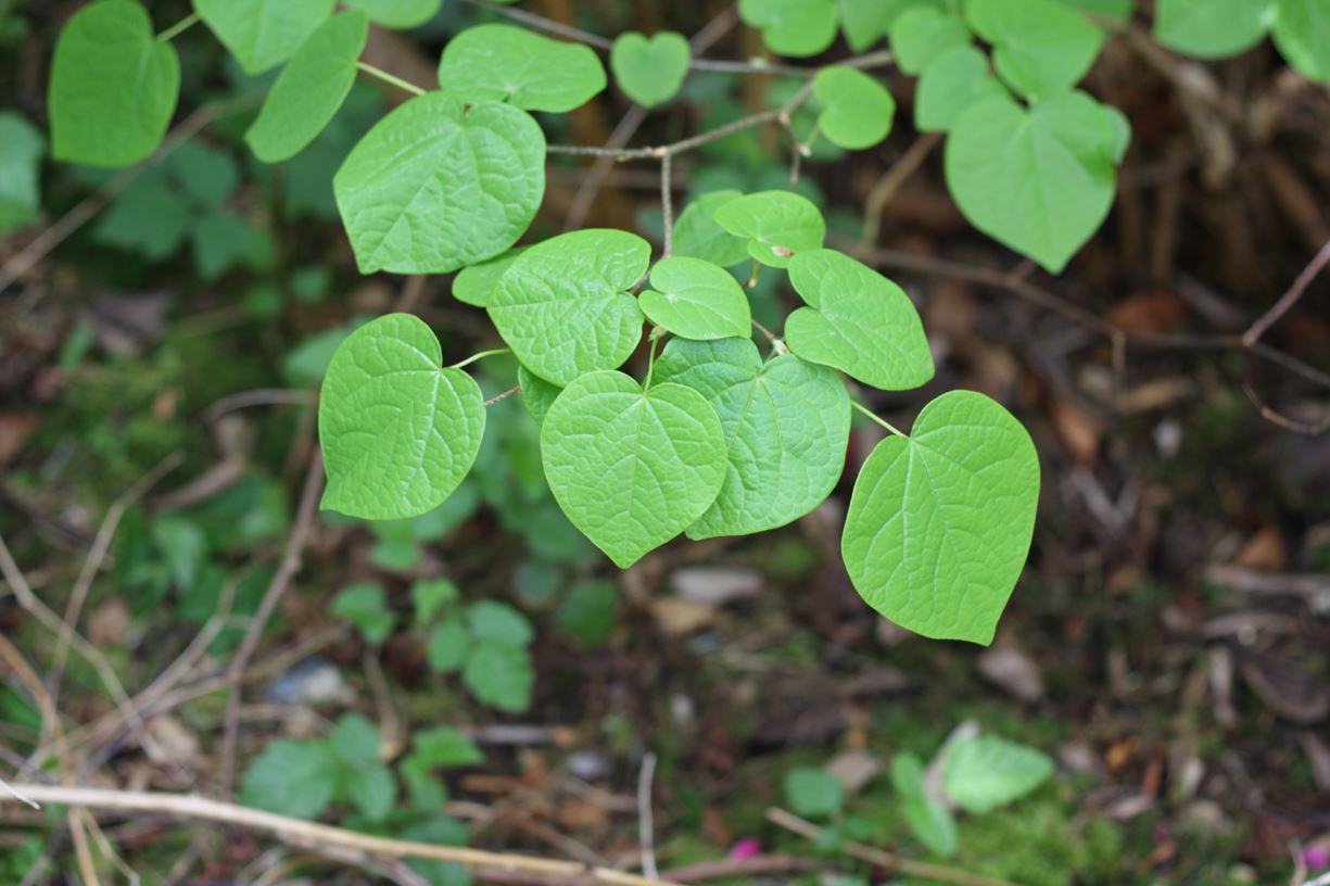 Disanthus cercidifolius - redbud hazel