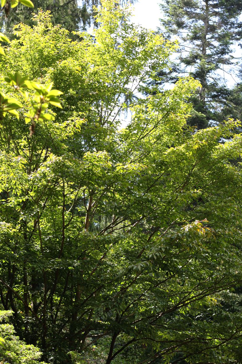 Stewartia serrata - sawtooth stewartia, Japanese stewartia