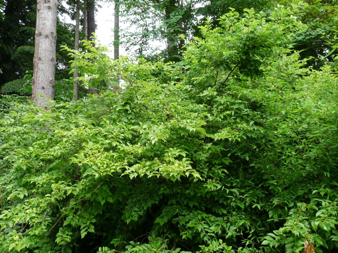 Sinojackia rehderiana - jacktree