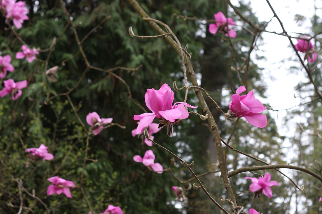 Magnolia campbellii 'Borde Hill' - magnolia