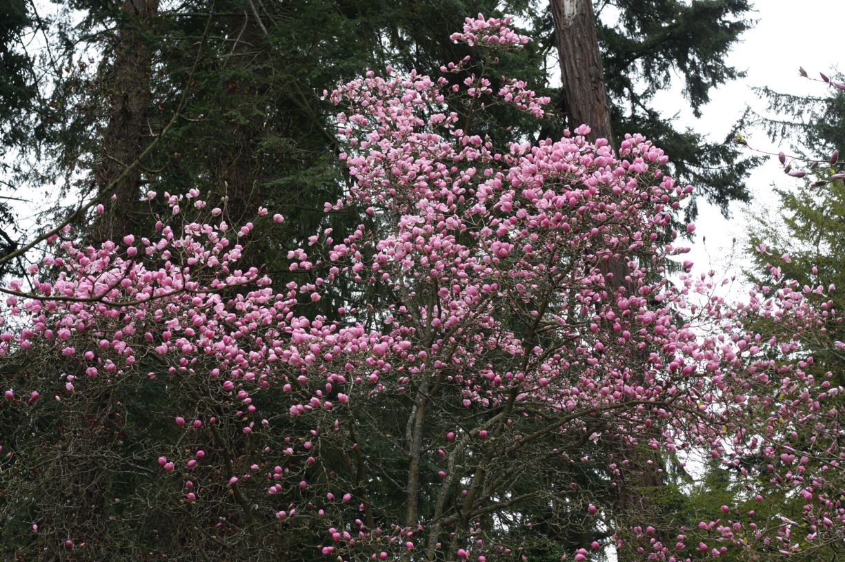 Magnolia sprengeri 'Claret Cup' - magnolia