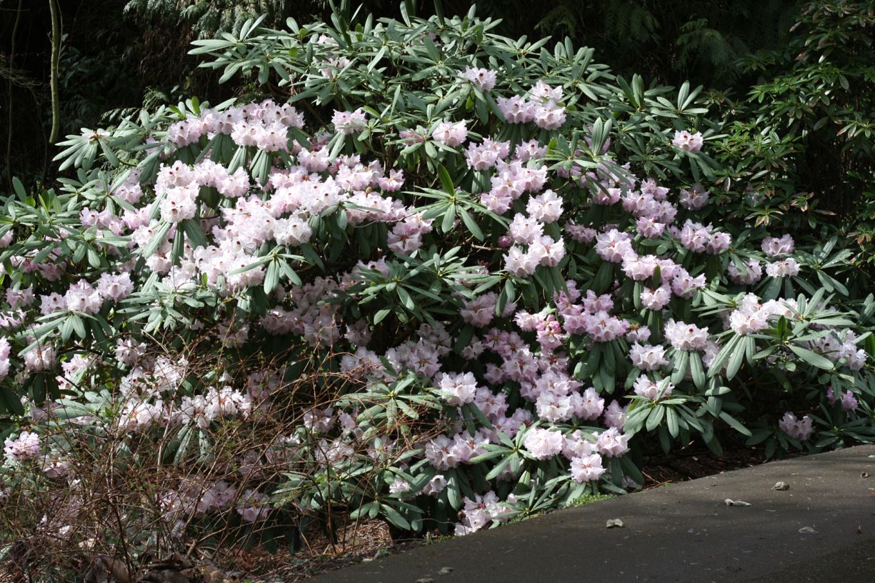 Rhododendron praevernum