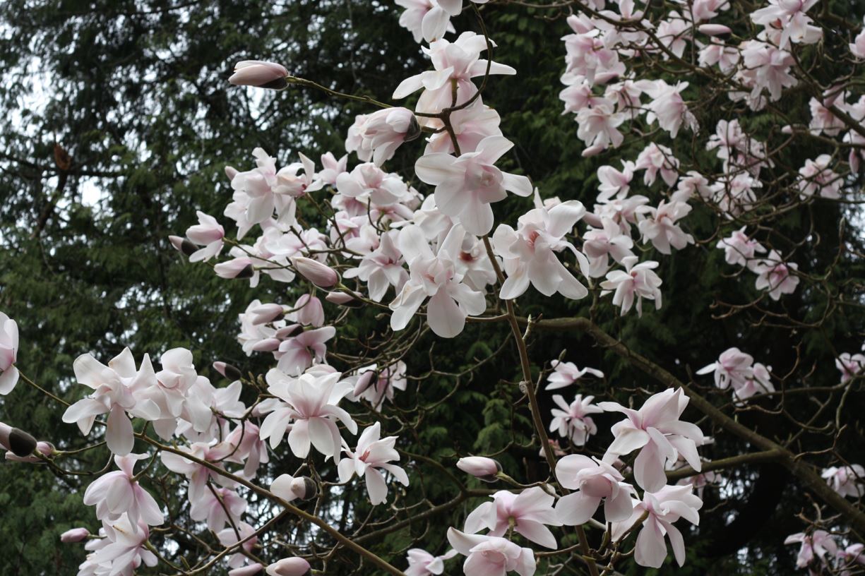 Magnolia sargentiana - Sargent's magnolia