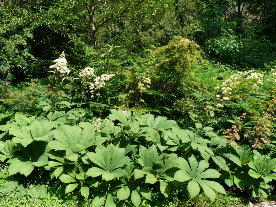 Rodgersia aesculifolia - fingerleaf rodgersia