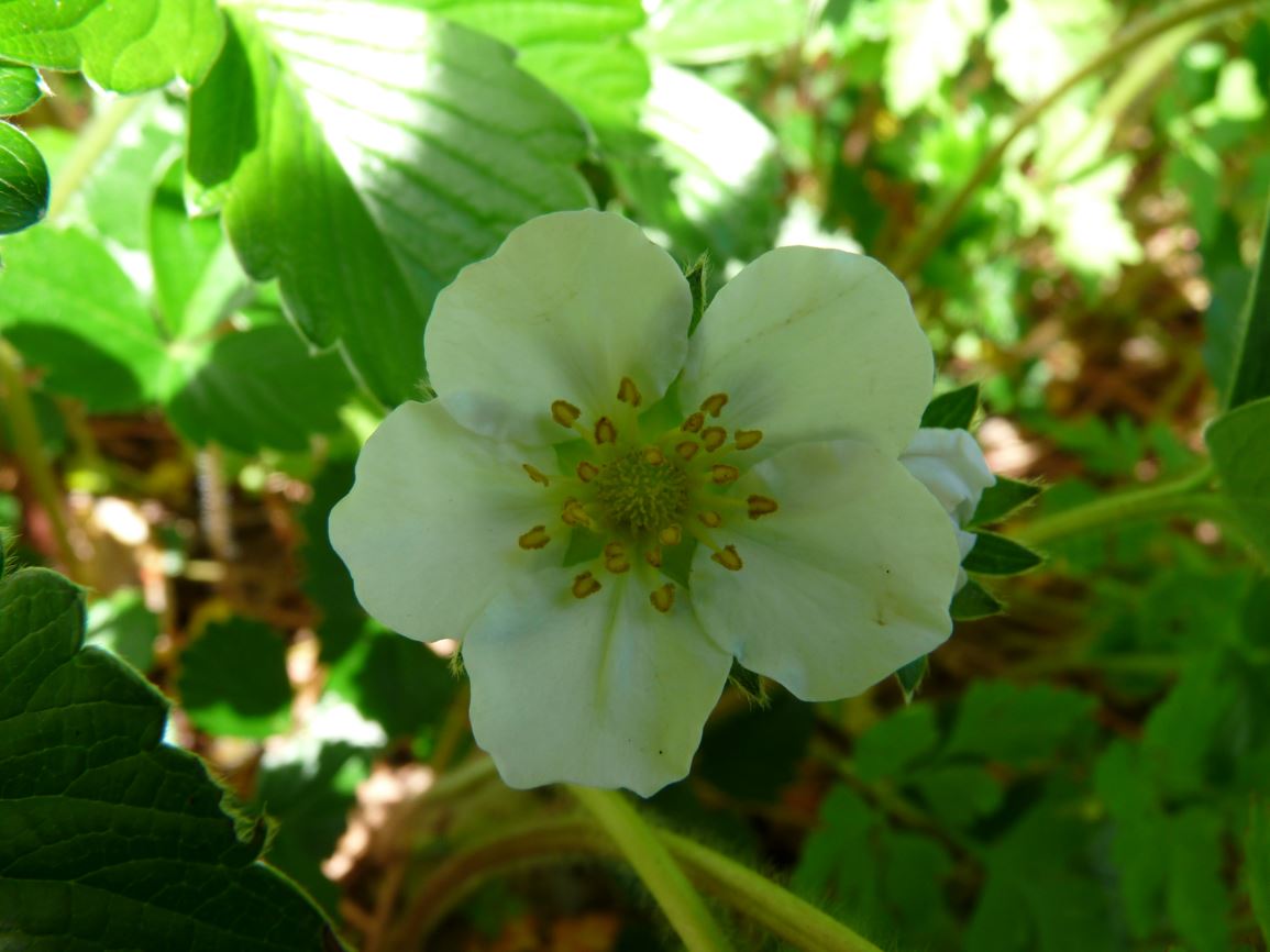 Fragaria chiloensis - beach strawberry