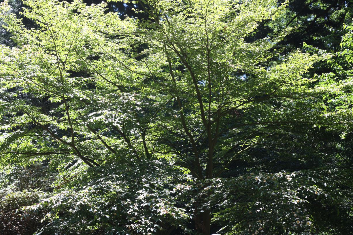 Stewartia rostrata - upright stewartia
