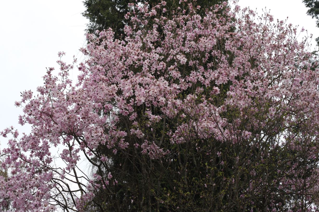 Magnolia sargentiana 'Blood Moon' - Sargent's magnolia