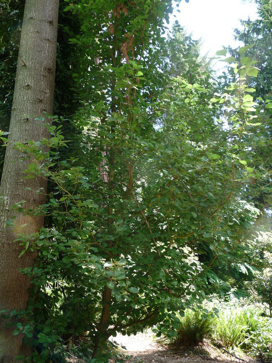 Micromeles alnifolia - alder-leaved whitebeam, Korean mountain ash, Korean whitebeam