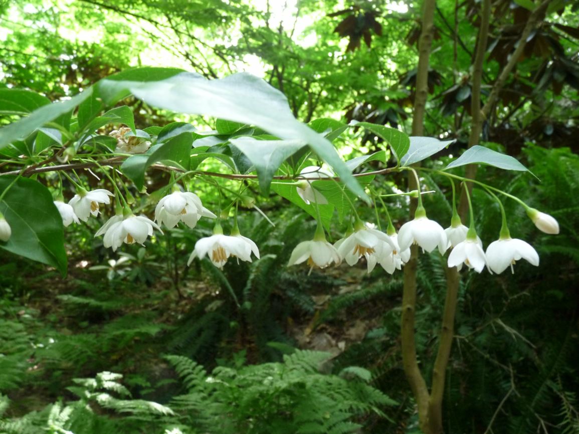 Styrax japonicus - Japanese snowbell