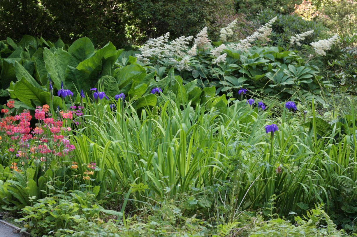 Iris laevigata 'Royal Cartwheel' - water iris