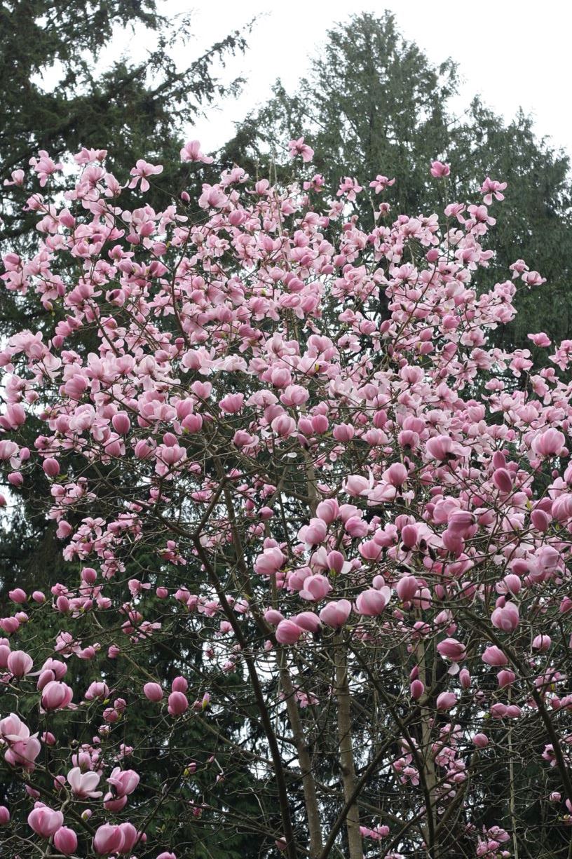 Magnolia campbellii 'Sidbury' - magnolia