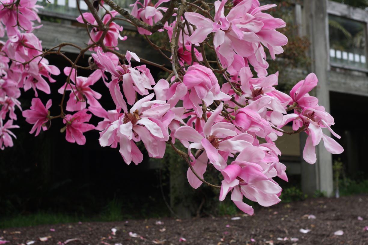 Magnolia sprengeri 'Eric Savill' - magnolia