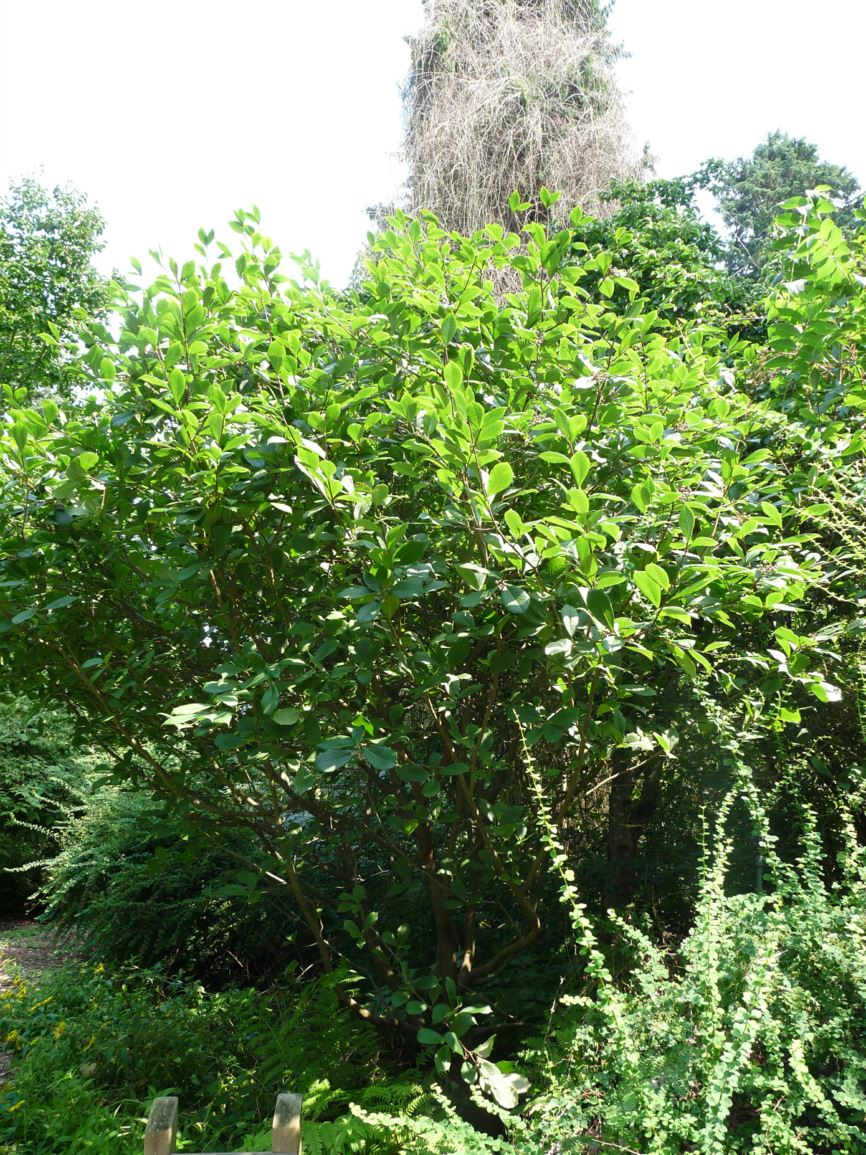 Micromeles aronioides - blueberry Asian whitebeam, chokeberry leaf whitebeam