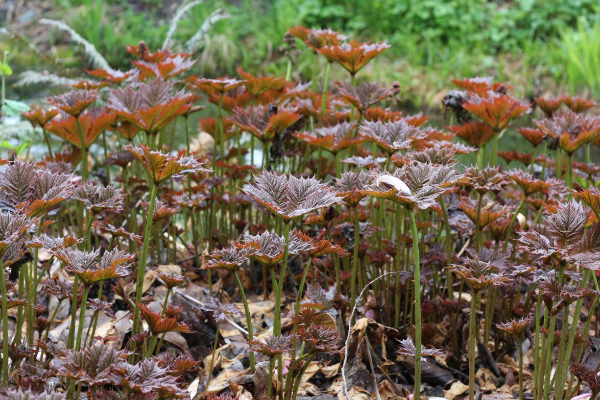Rodgersia podophylla - duck-foot rodgersia, rodgersia