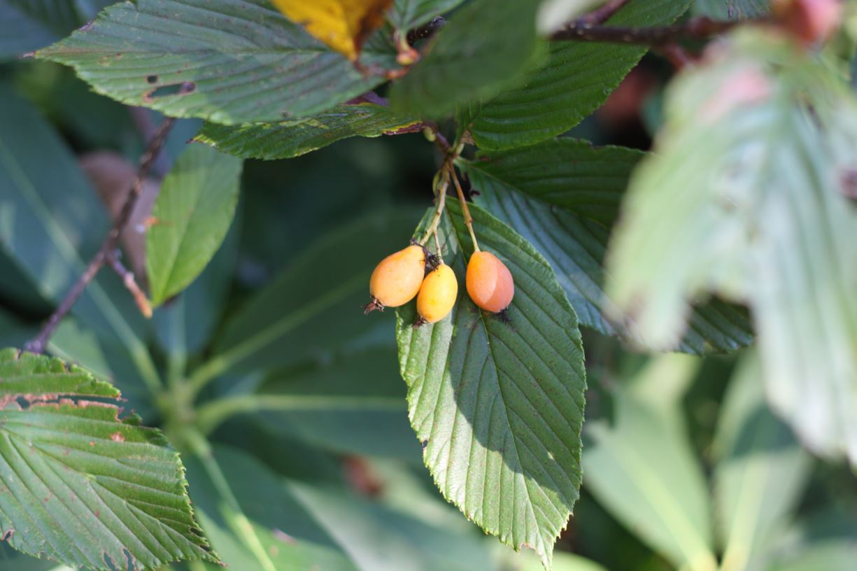 Micromeles karchungii - Karchung's Bhutanese whitebeam