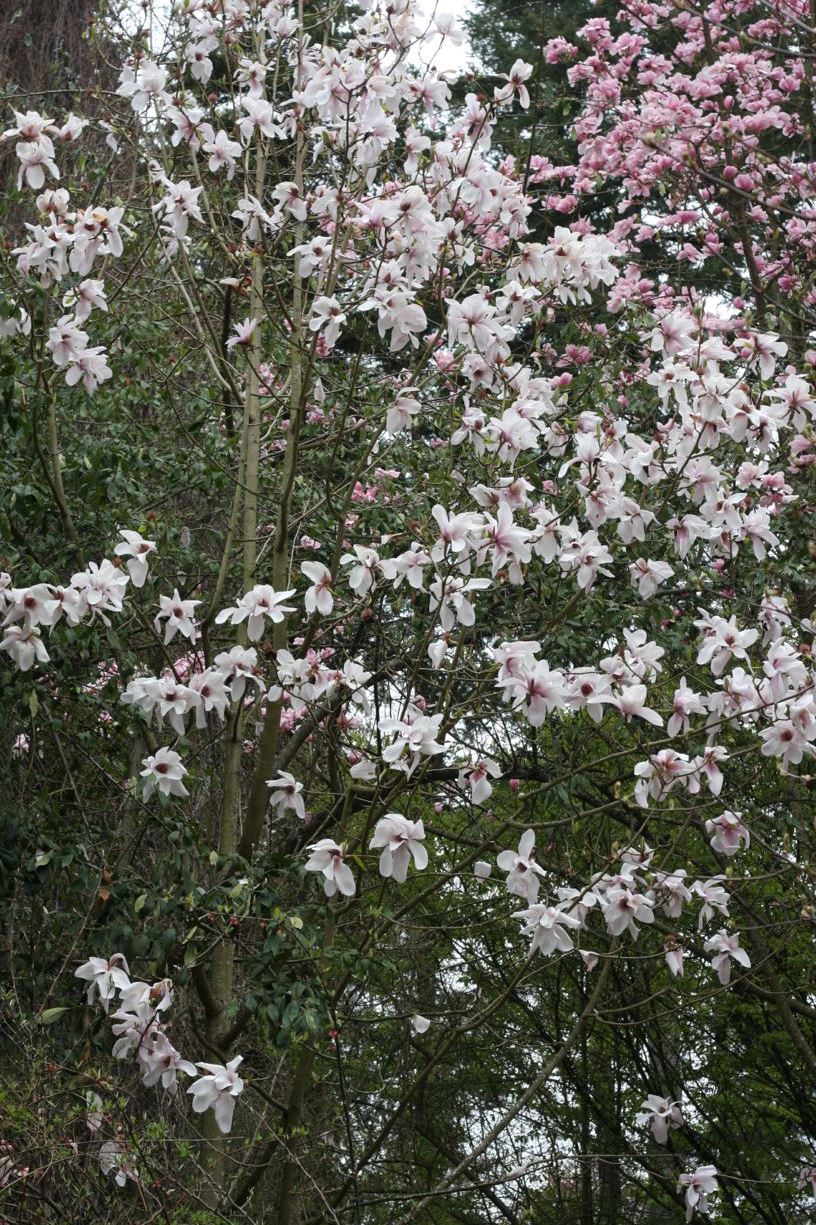 Magnolia sargentiana 'Nymans' - Sargent's magnolia