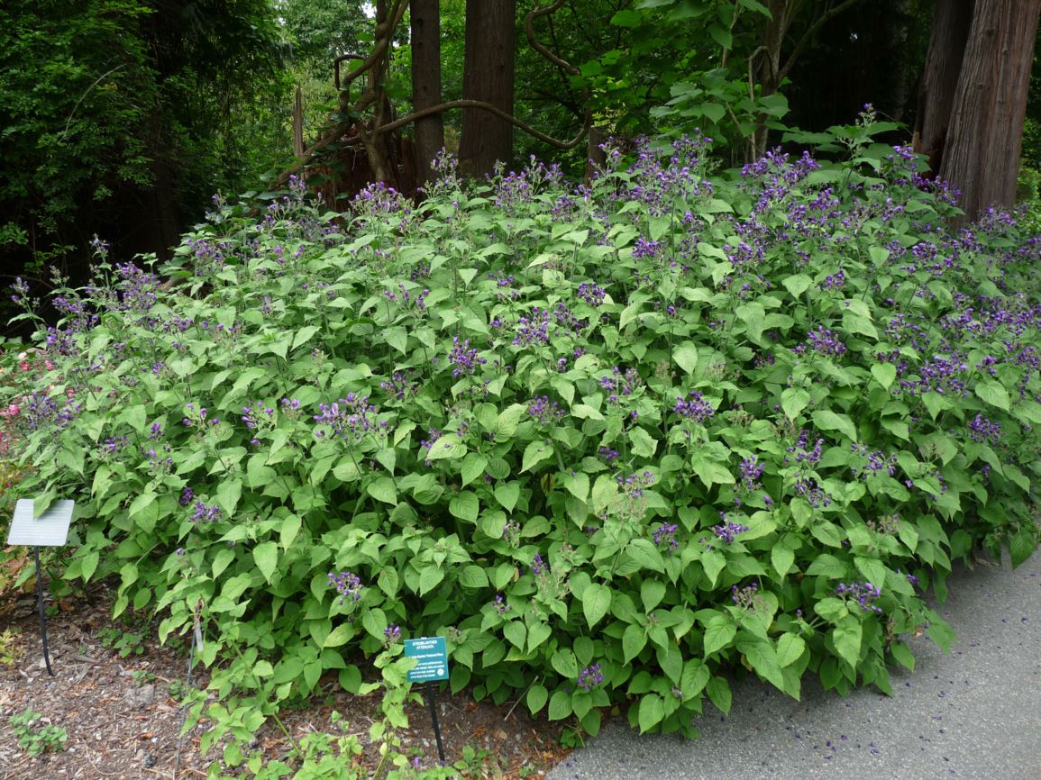 Strobilanthes attenuata - cane head, hardy Persian shield, Mexican petunia