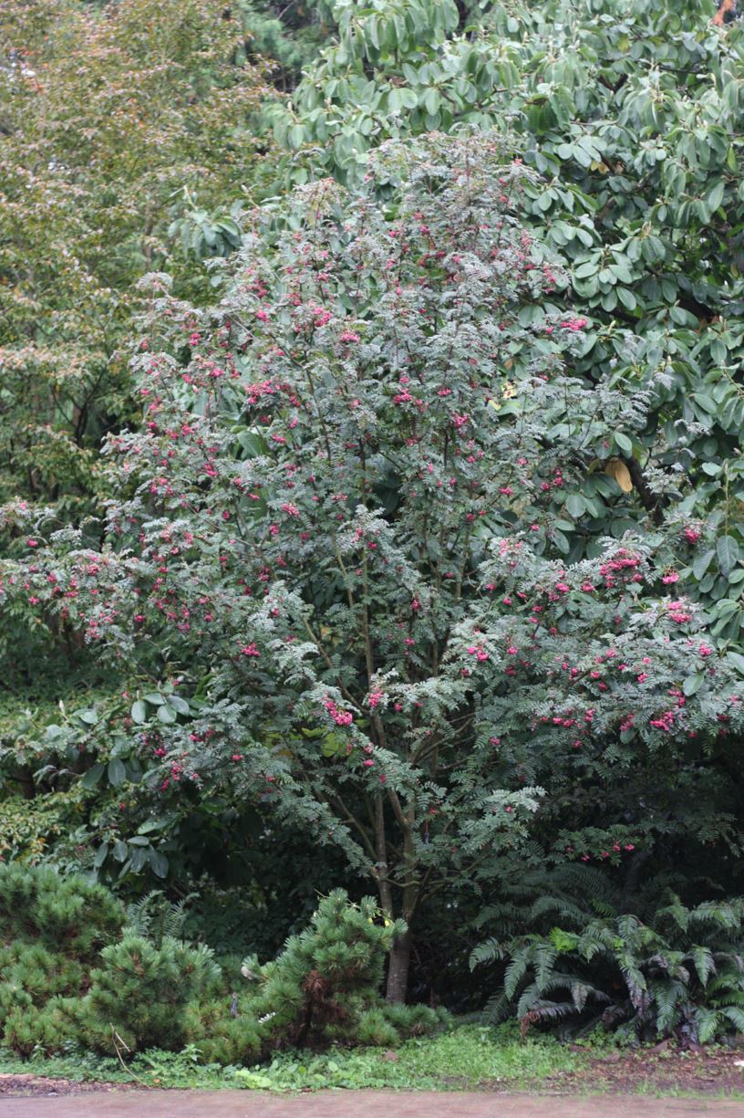 Sorbus macrantha - mountain ash