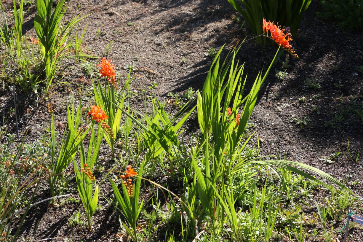 Crocosmia masoniorum - giant montbretia