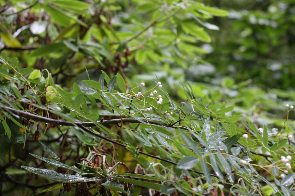 Sorbus discolor - Chinese rowan