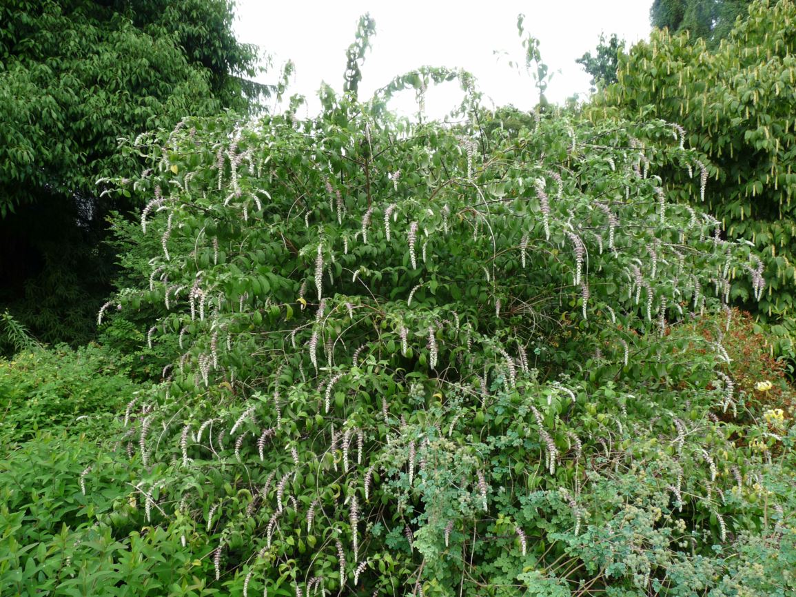 Rostrinucula dependens - weeping butterfly bush