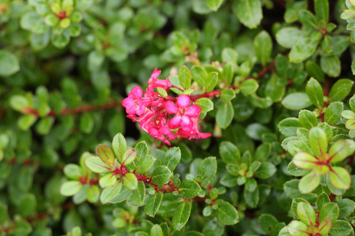 Escallonia 'Compakta' - escallonia
