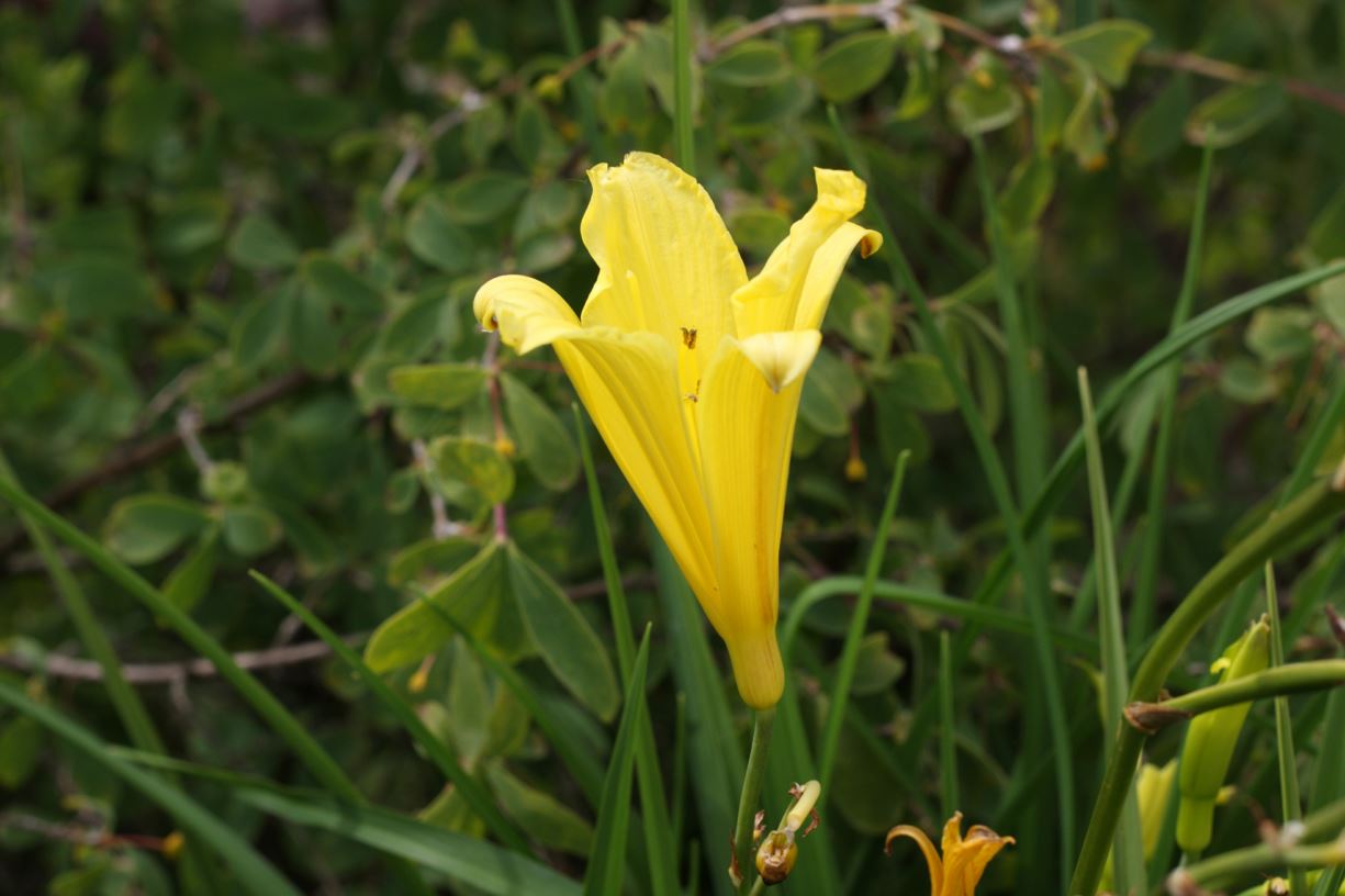 Hemerocallis minor - dwarf yellow daylily