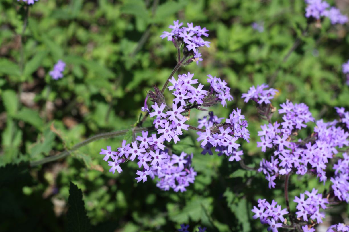 Glandularia corymbosa - mock verbena