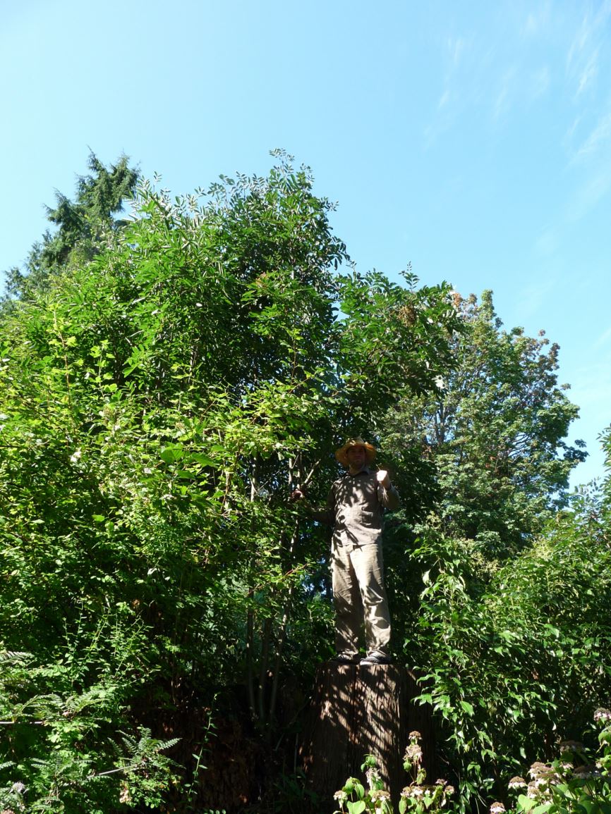 Sorbus splendens