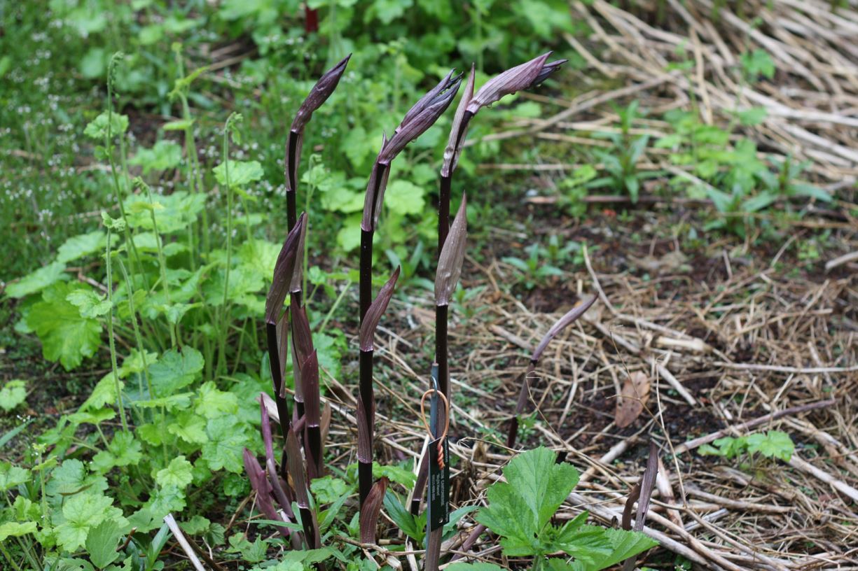 Disporum longistylum 'Night Heron' - fairy bells, long-styled disporum