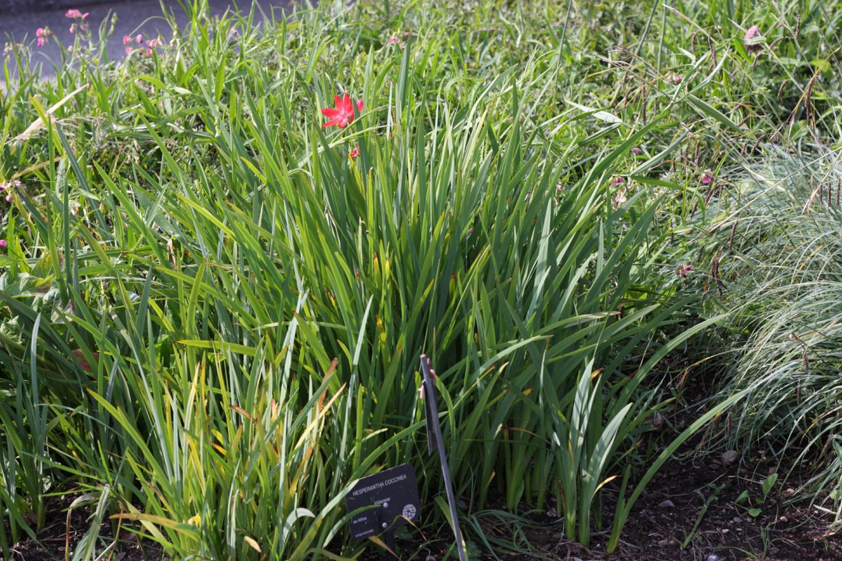 Hesperantha coccinea - river lily